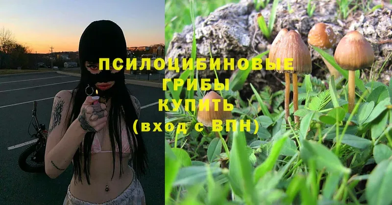 Галлюциногенные грибы Psilocybe  где купить наркотик  Барнаул 